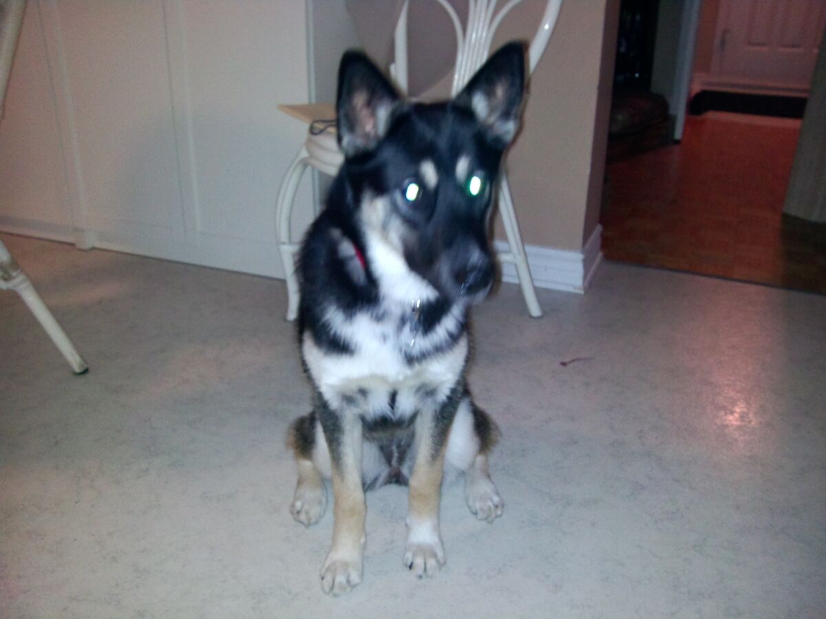 A dog looking intently at the camera